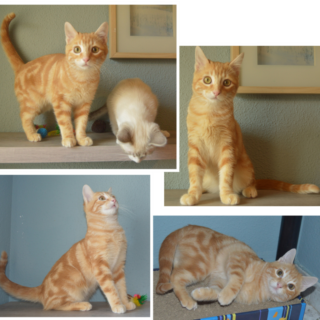 Donaciones | Gatito anaranjado