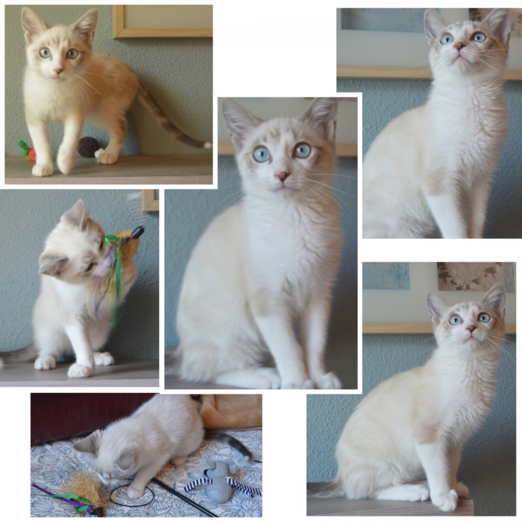 donaciones | collage de fotos de un gatito blanco y gris