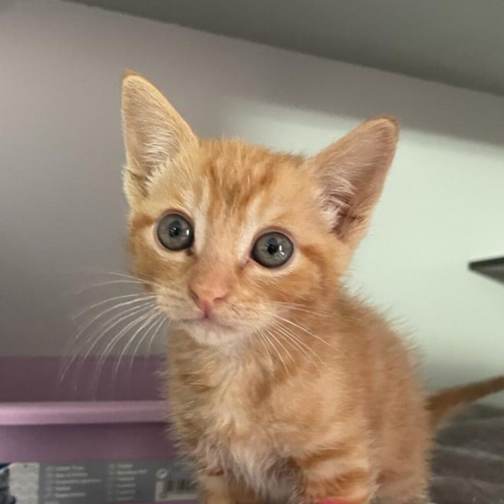 Casos de éxito | Leo