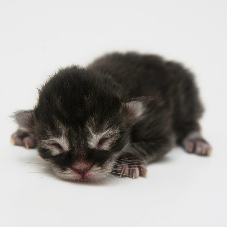 Casas de acogida gatito recién nacido (1)