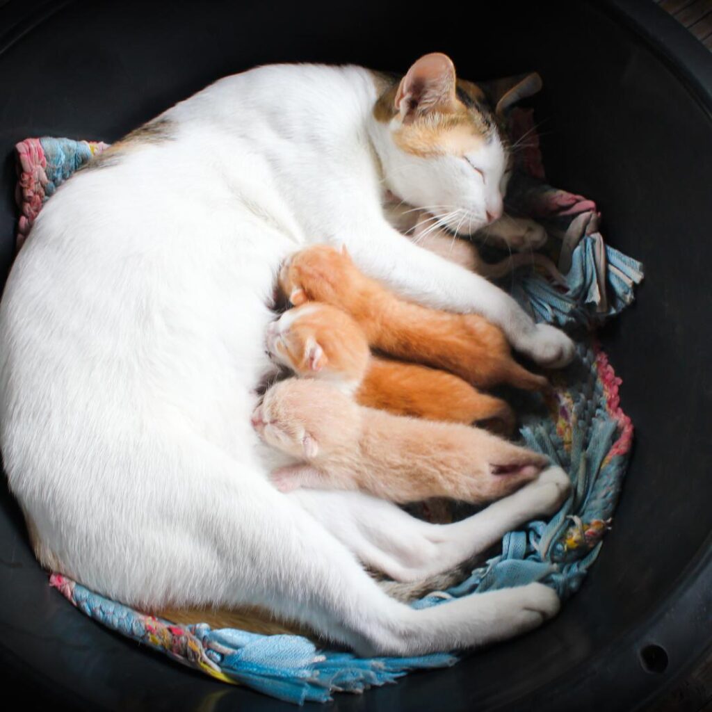 Casas de acogida mamá gata amamantando a sus gatitos (1)
