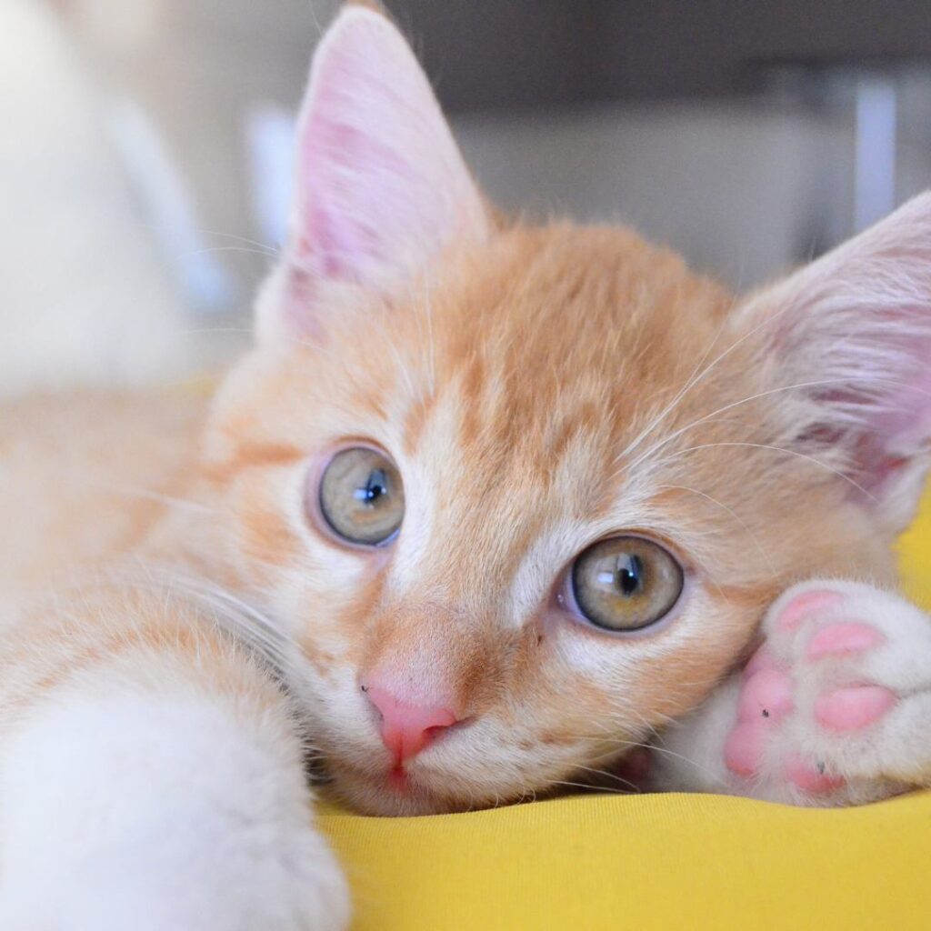 ADopción de gatito | imagen gatito naranja acostado