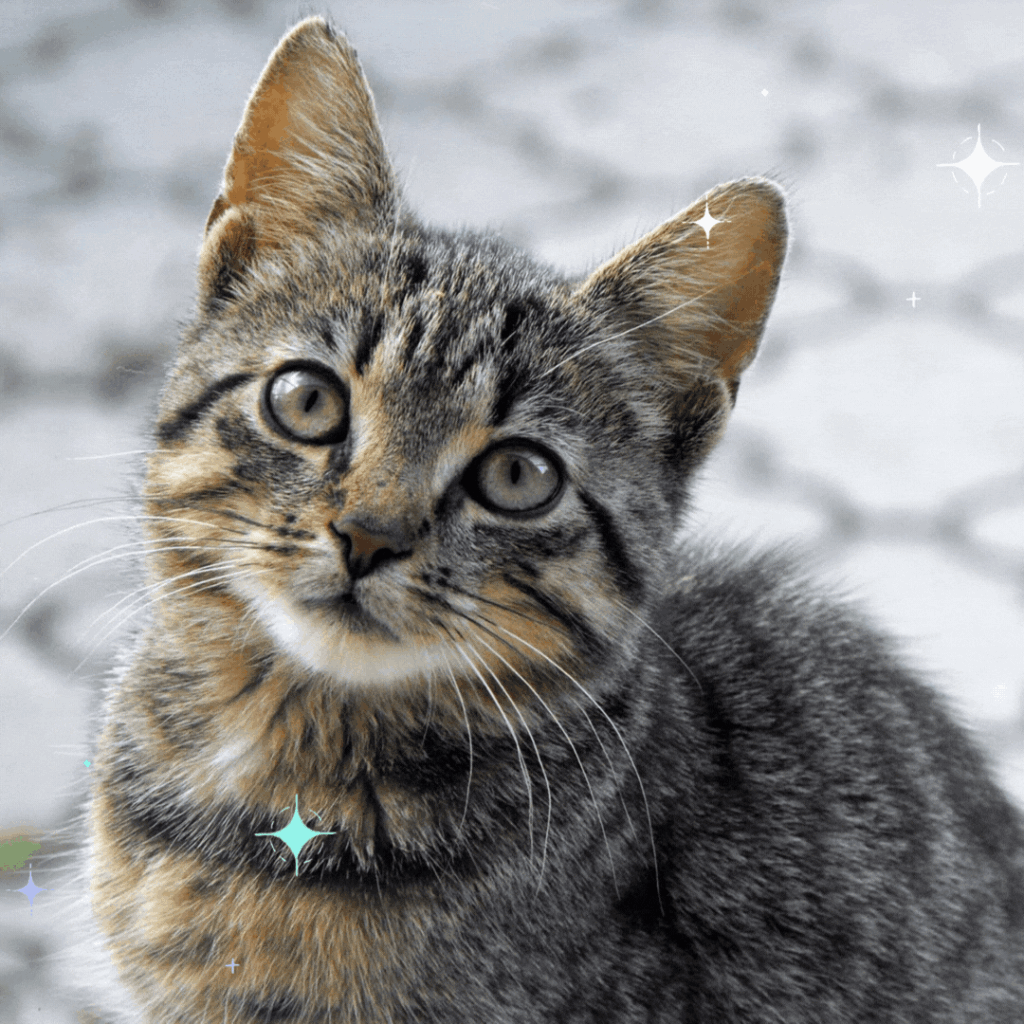 Gatitos en adopción | Gatito atigretado