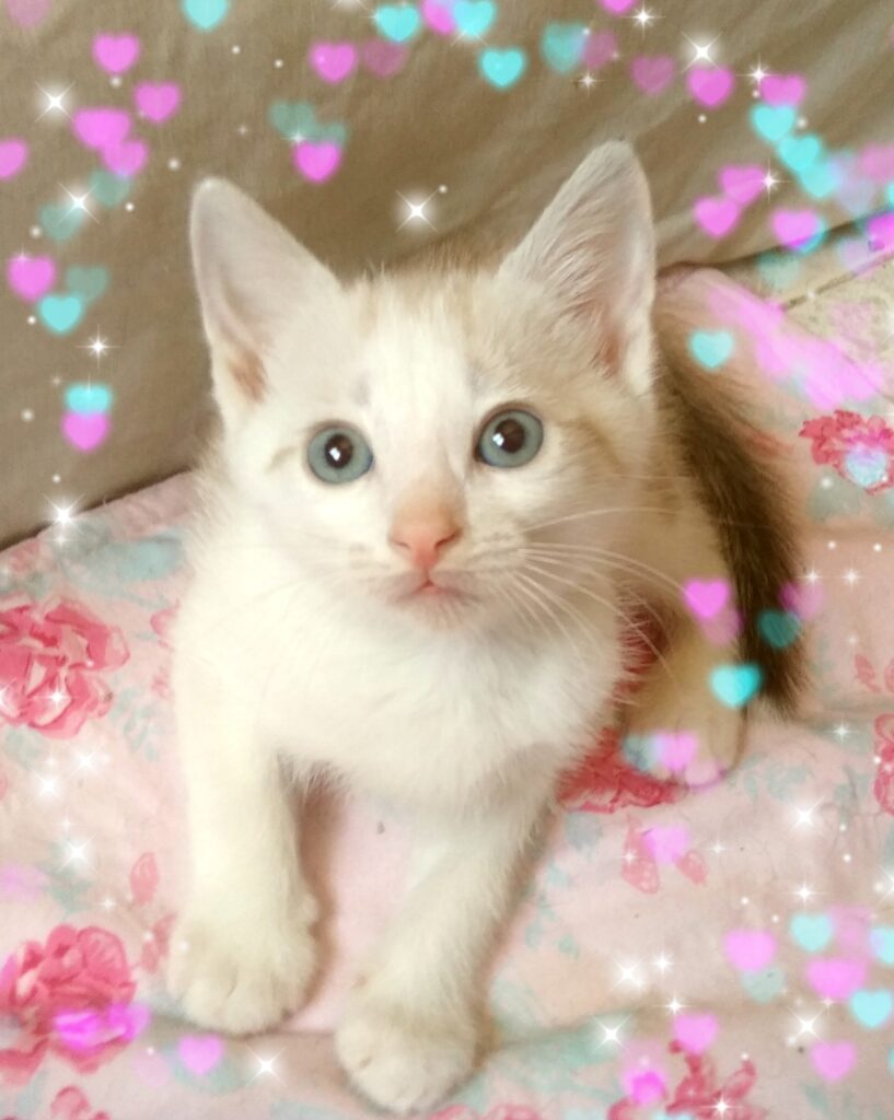 donaciones | Gatito blanco