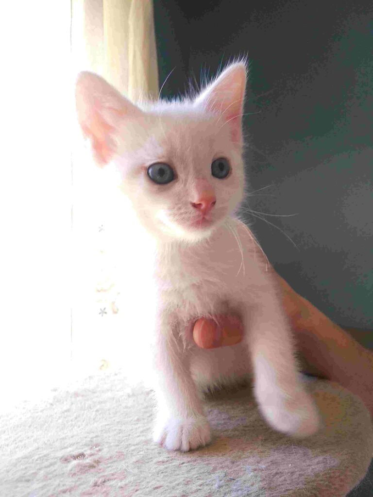 donaciones | Gatito blanco