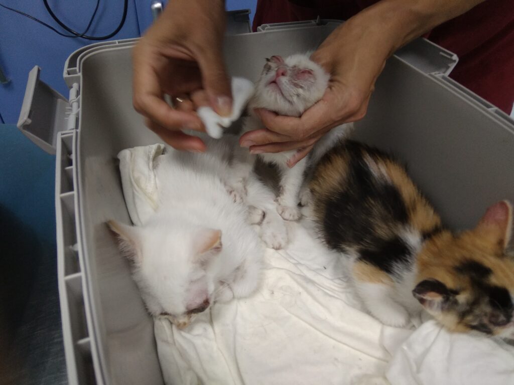 Casas de acogida | fotos de bebés gatitos