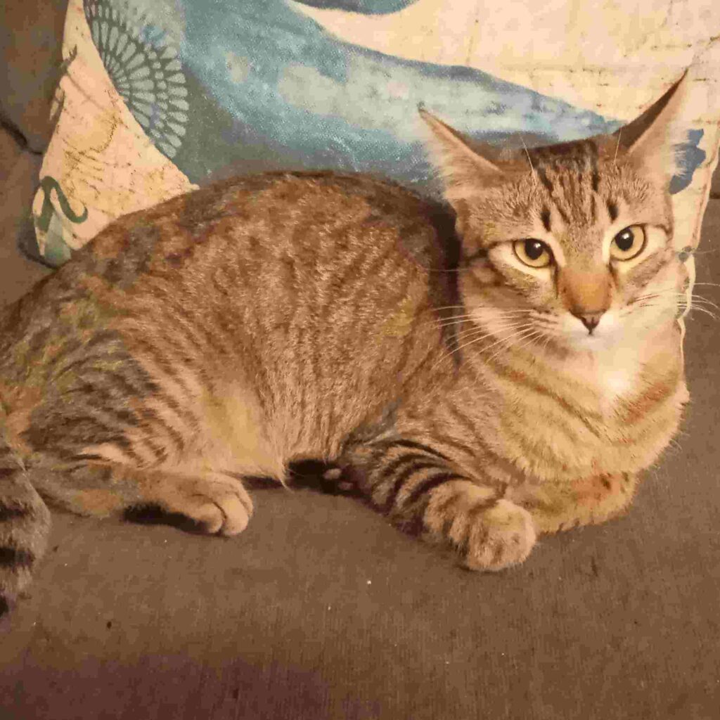 donaciones | gatito atigretado marrón