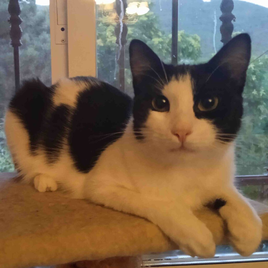 donaciones |gatito blanco y negro