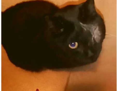 Filomena | Gatita negra