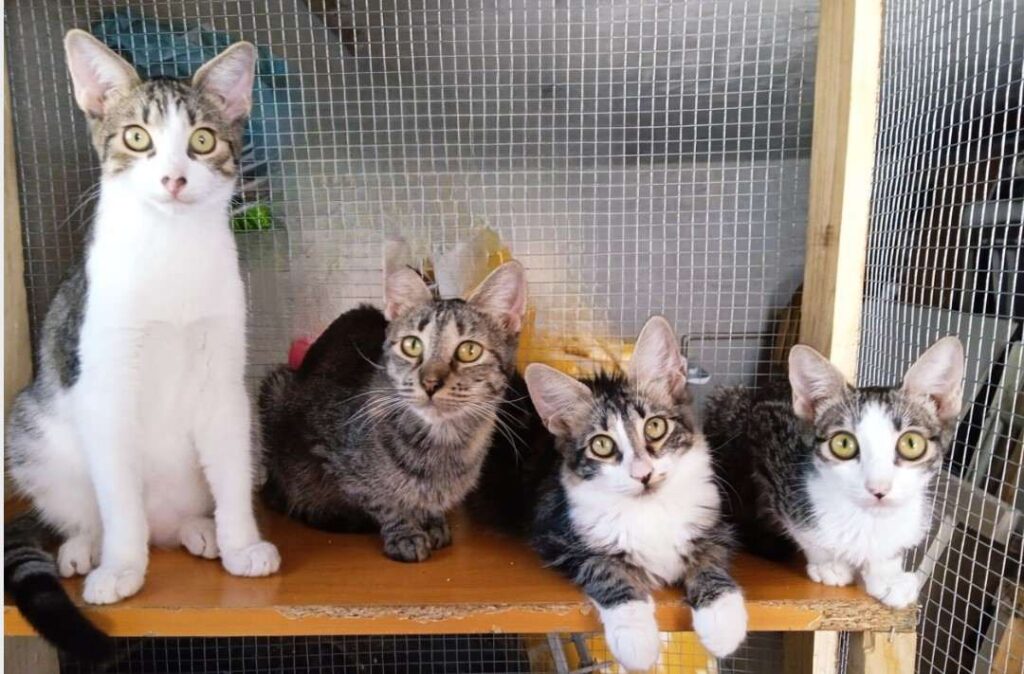 Morgana y Tabatha | Foto de la gatita con sus bebés