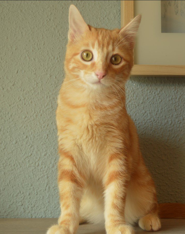 Donaciones| Gatito anaranjado