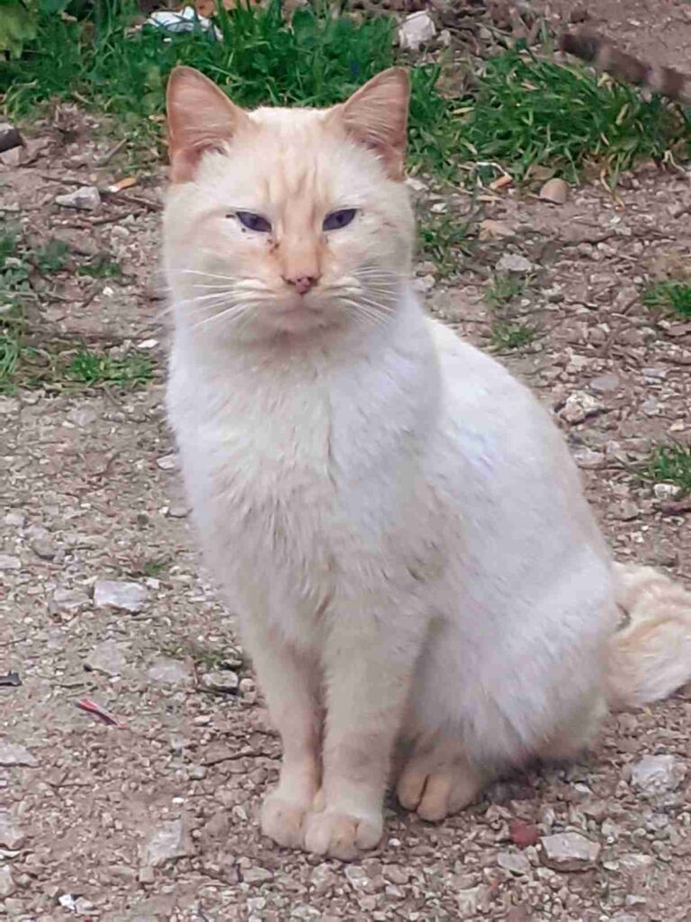 Casos de éxito | Gatito blanco llamado Timothy