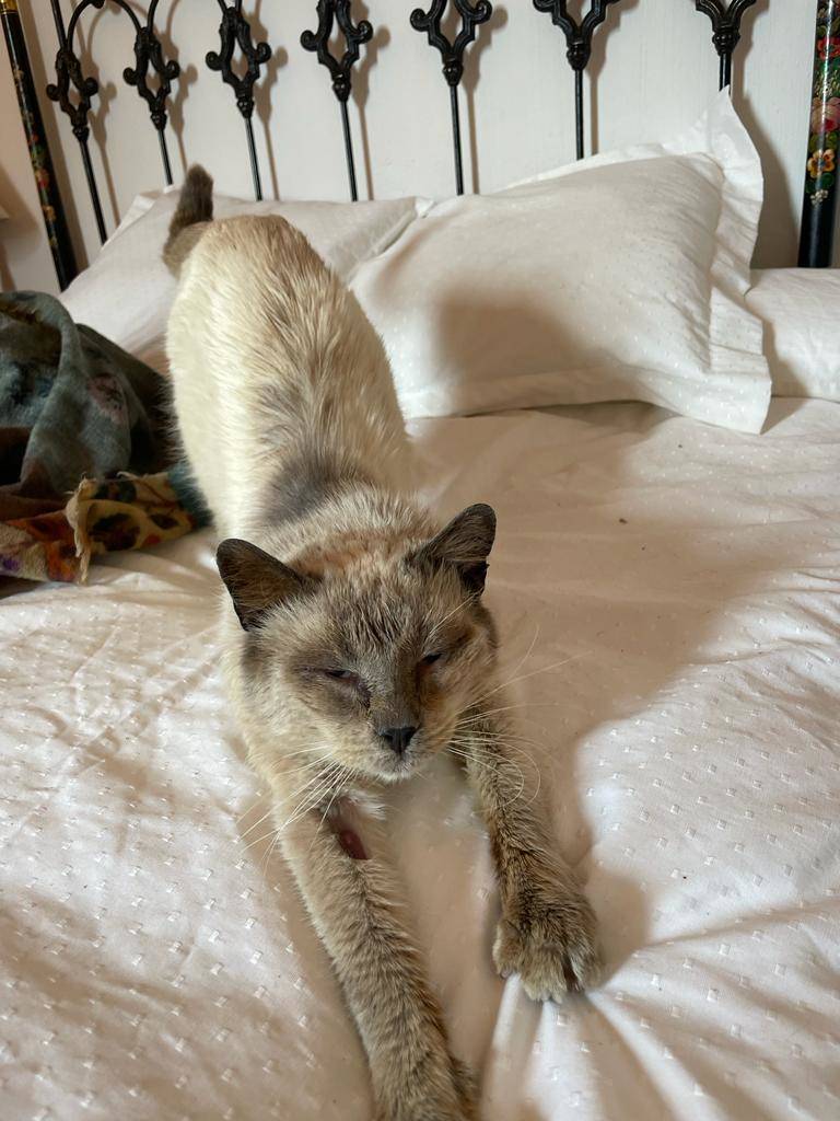 Casos de éxito | Simón