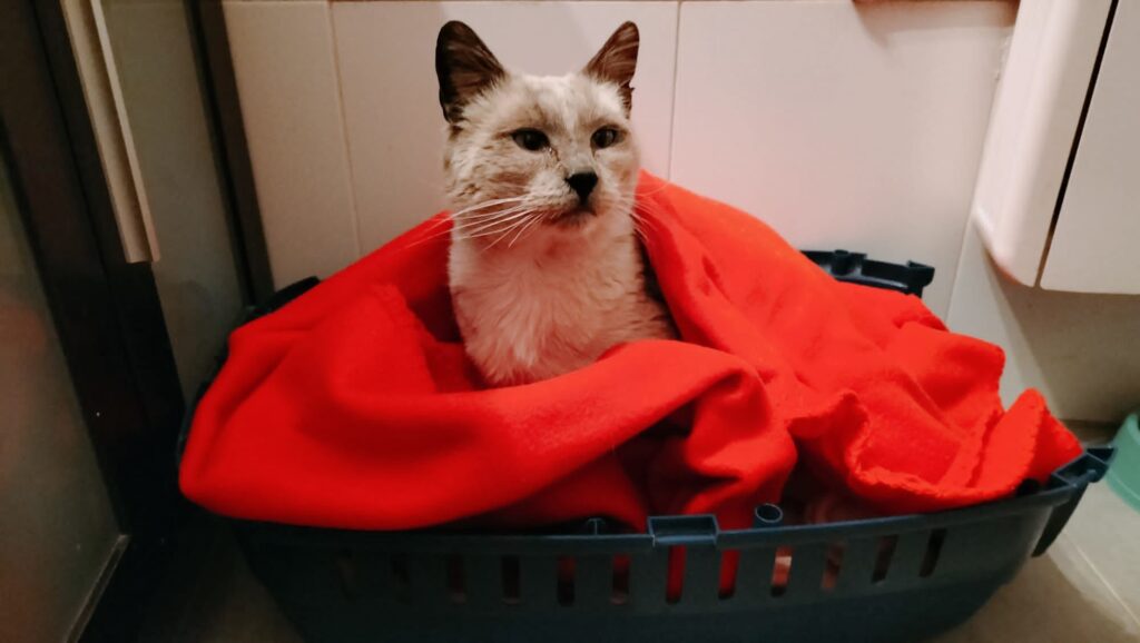 Casos de éxito | Simón