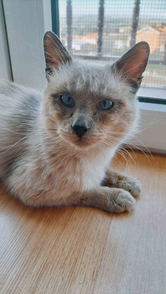 Casos de éxito | Simón