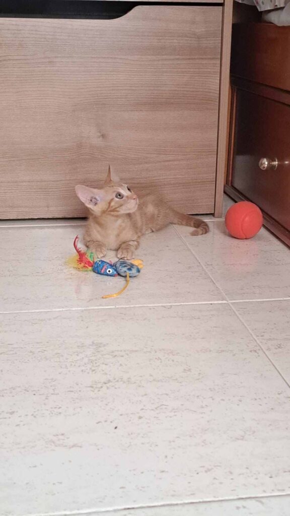 Casos de éxito | Leo