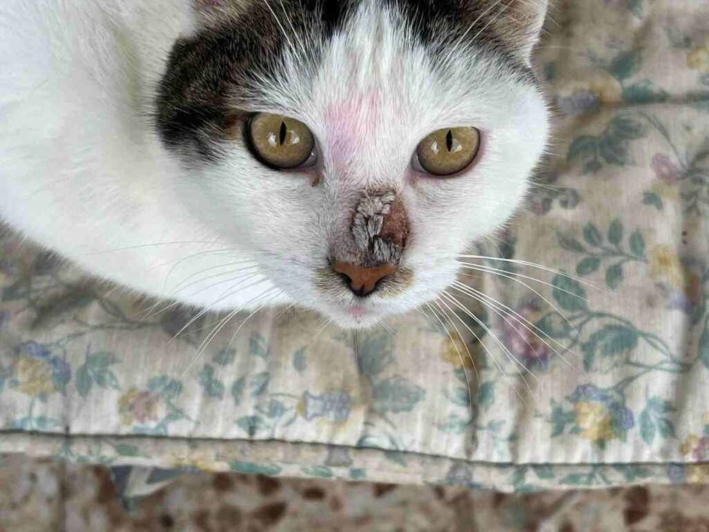 Gatitos en adopción