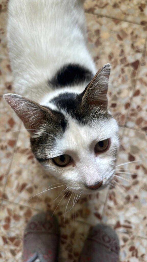 Gatitos en adopción