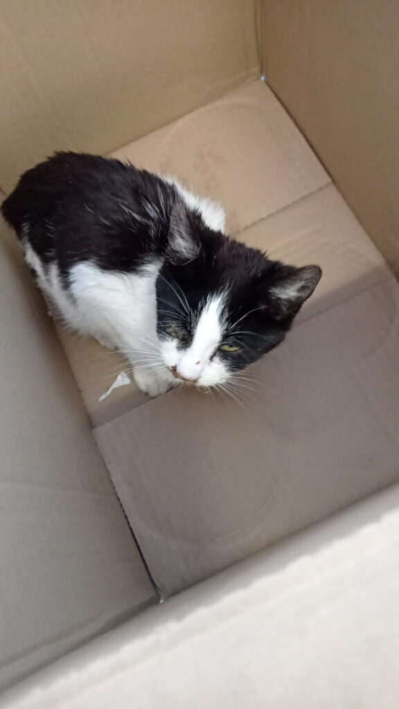 Casos de éxito | Laki