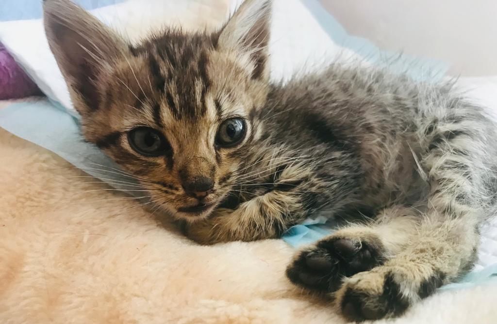 Contrato de adopción