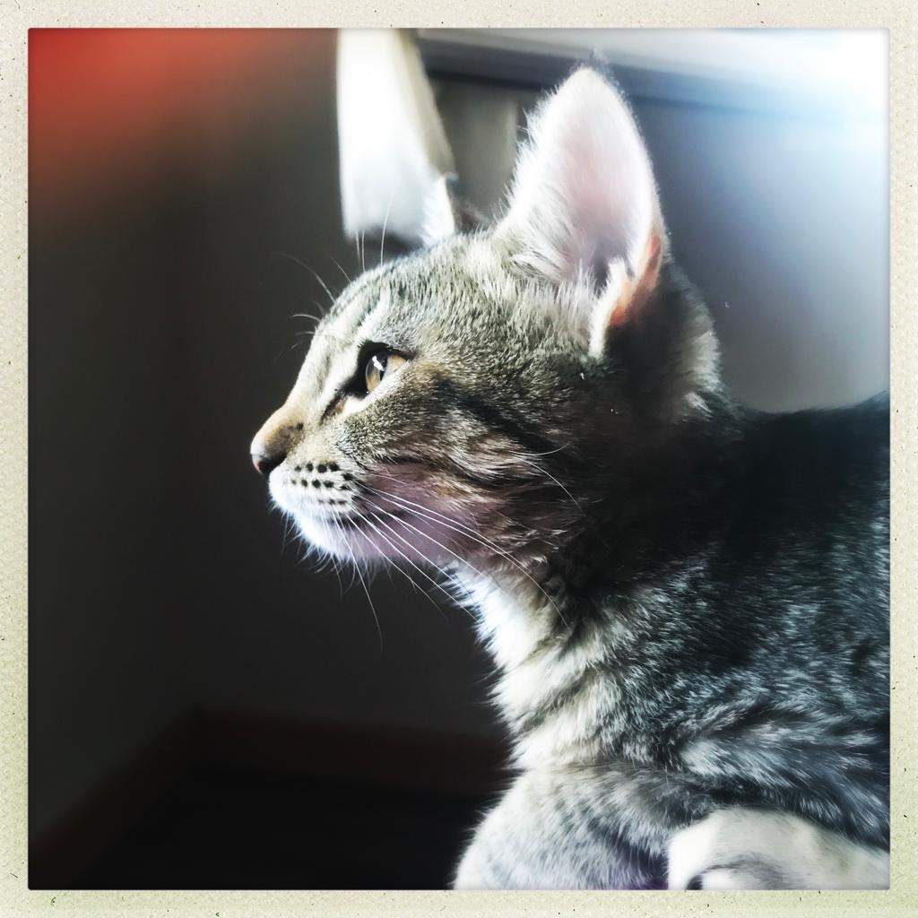 Contrato de adopción