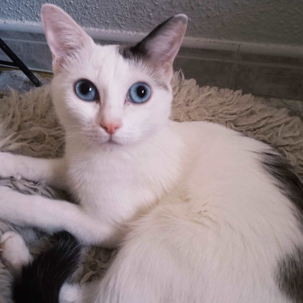 adoptar gatos | Aslan