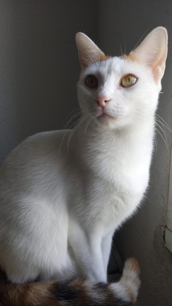 Casa de acogida foto de gato blanco