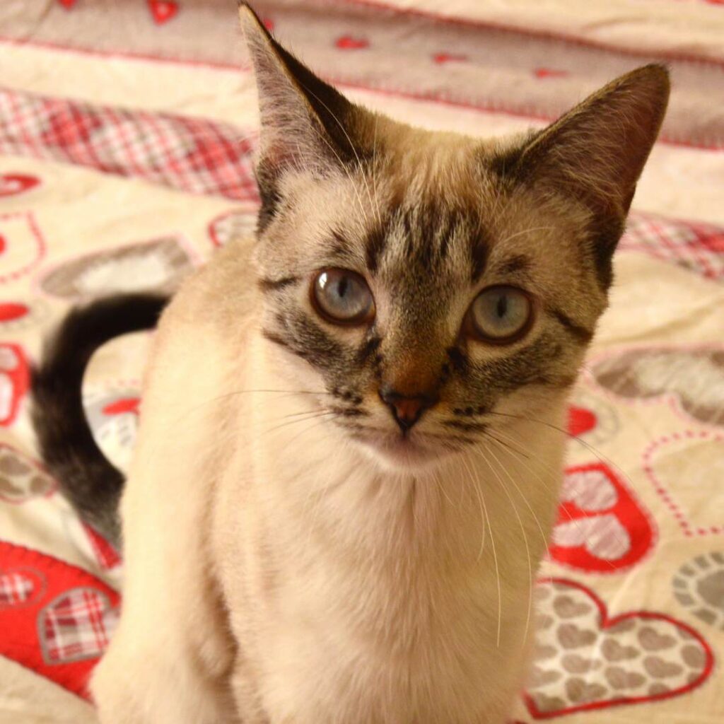 Casos de éxito | Ronya