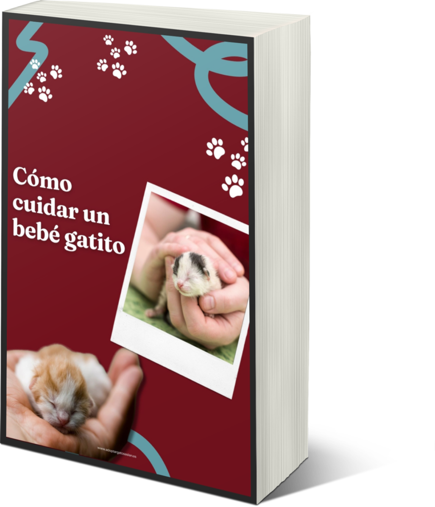 Cómo cuidar a un bebé gatito