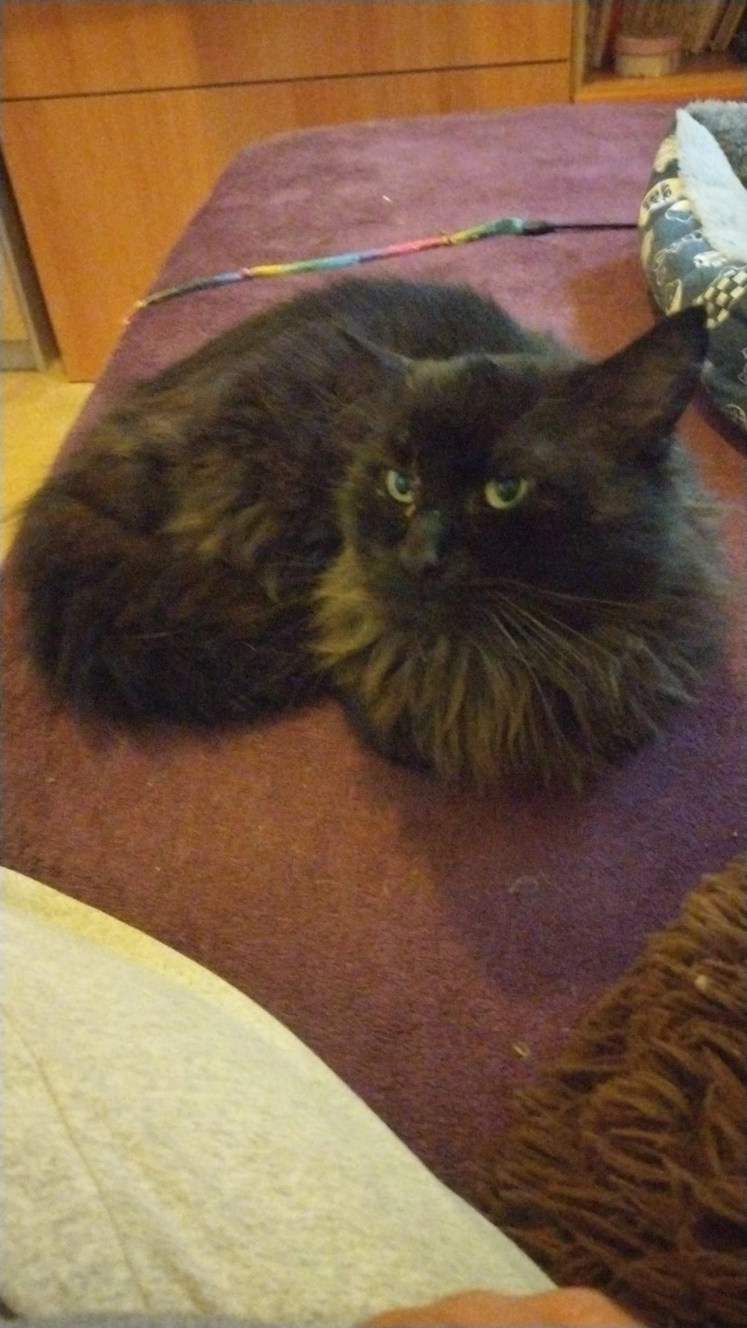 Mateo-Adoptar un gato