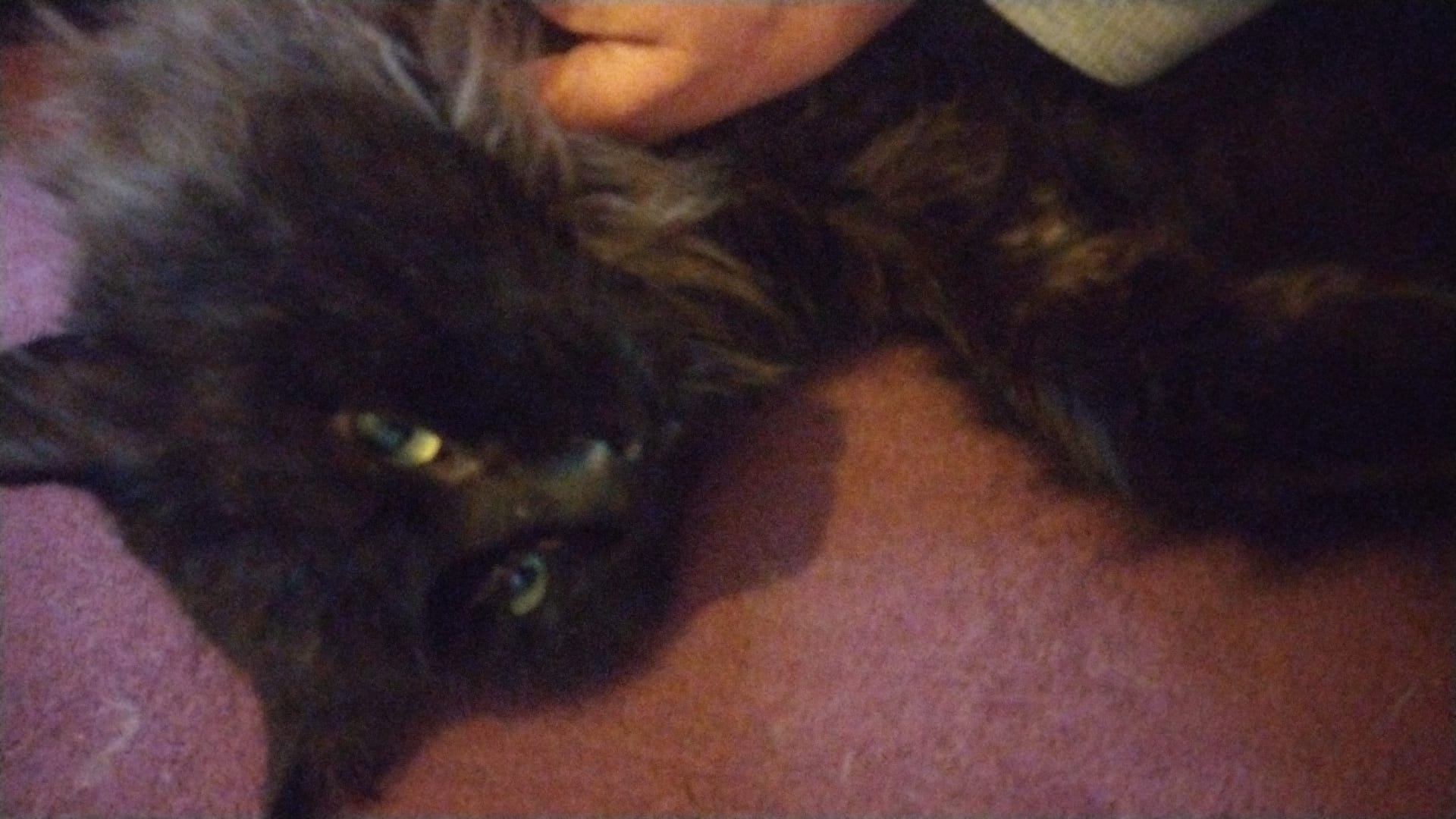 Mateo-Adoptar un gato