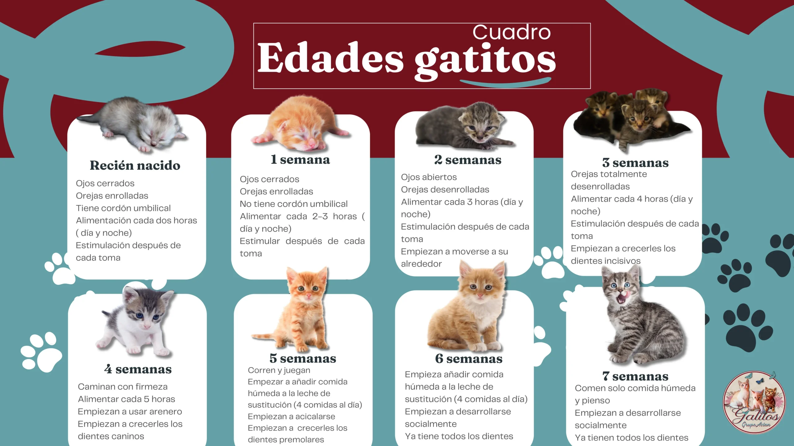 cuadro de las edades de los gatos | gatitos bebés