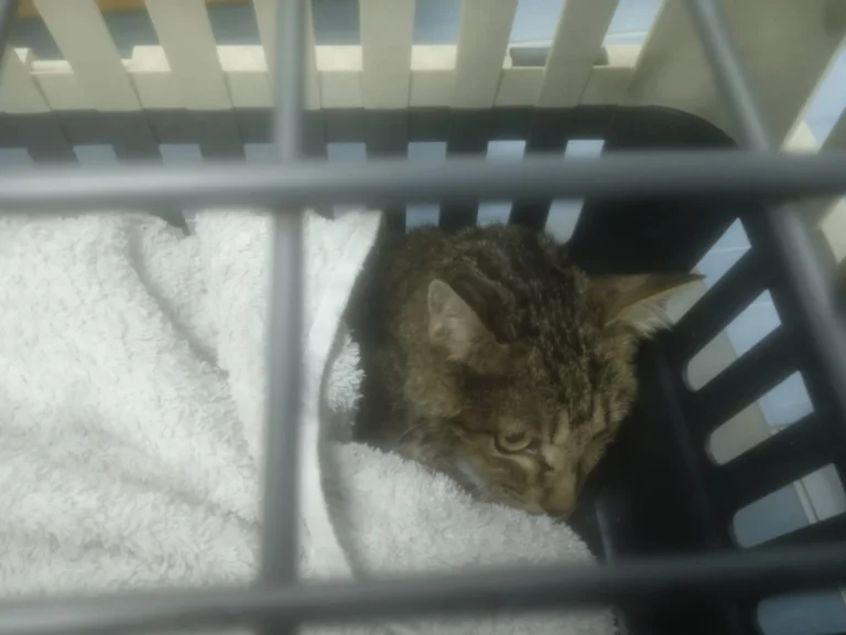 Fénix, gatito en adopción