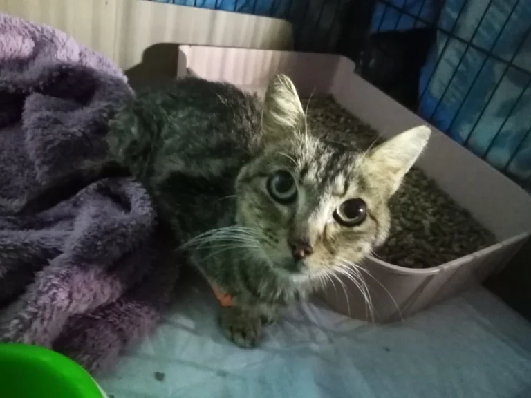 Fénix, gatito en adopción