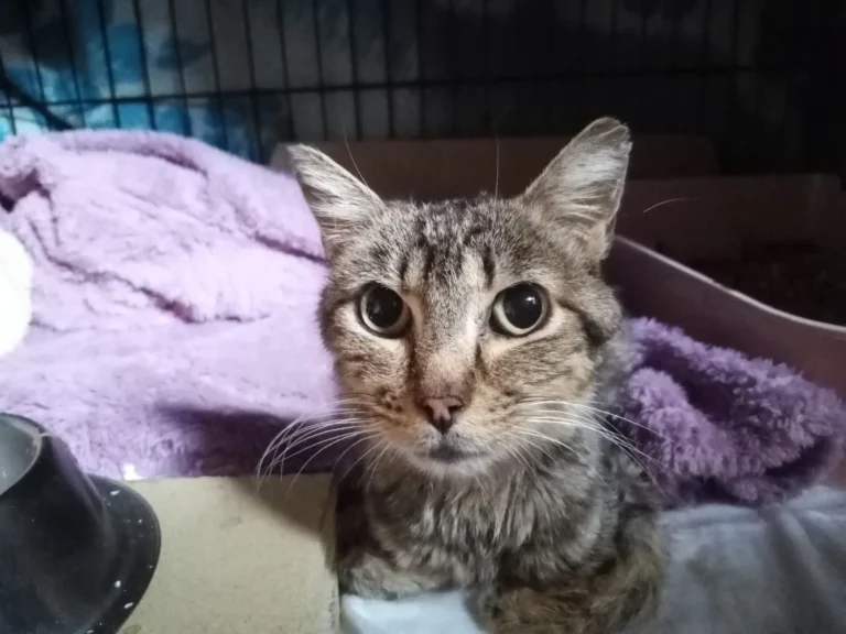 Fénix, gatito en adopción