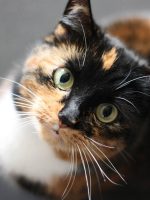 Cuenta fiel | Gato tricolor Cuenta fiel | Gato tricolor