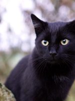 Cuenta fiel | Gato negro Cuenta fiel | Gato negro