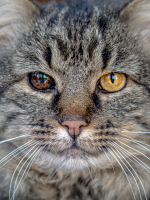 Cuenta fiel | Gato gris con dos ojos de colores Cuenta fiel | Gato gris con dos ojos de colores