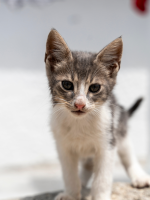 Cuenta fiel | Gato bebé blanco y gris Cuenta fiel | Gato bebé blanco y gris