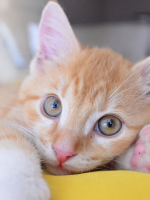 Cuenta fiel | Gato bebé blanco y naranjita Cuenta fiel | Gato bebé blanco y naranjita