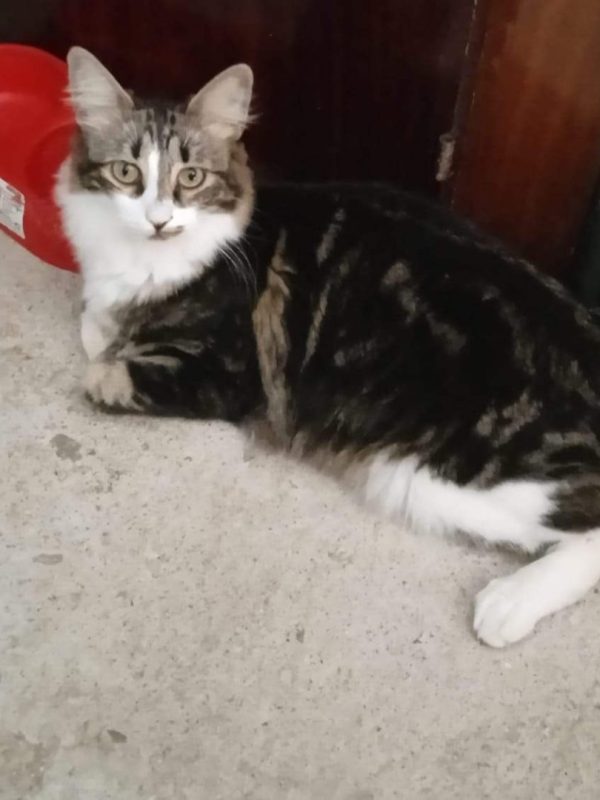 Gatitos en adopción Imagen de gatito de pelo largo Houdini