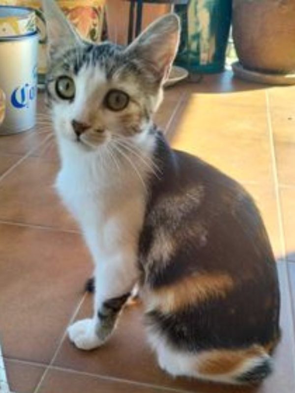 Gatitos en adopción Imagen de gatita común Tris