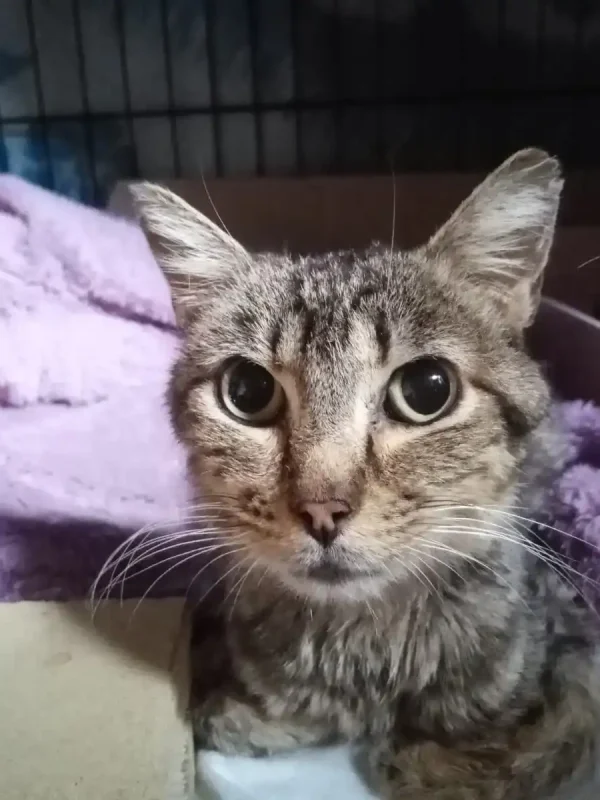 Imagen de Fénix, gatito atigretado en adopciones