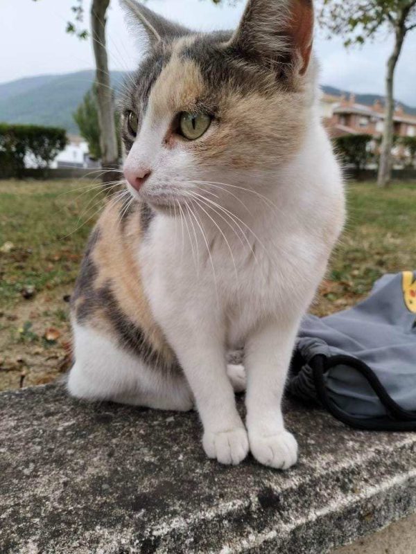 gatitos en adopción. Gatita tricolor llamada Karen