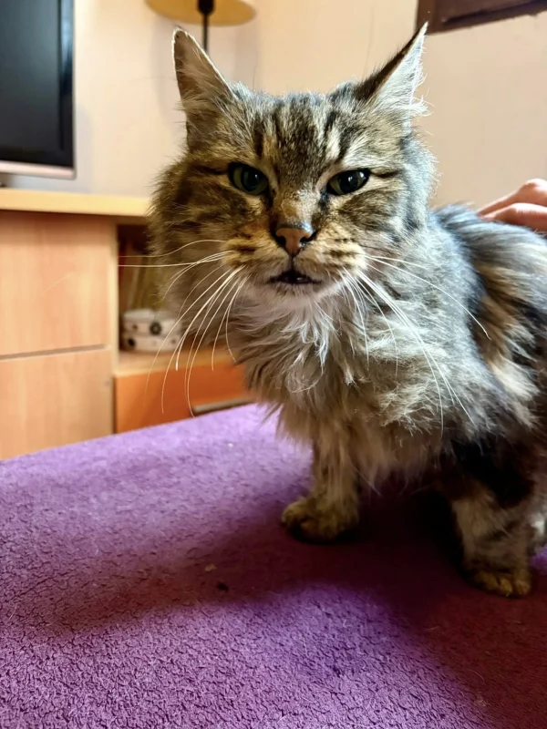 Cata-gatita-en-adopción