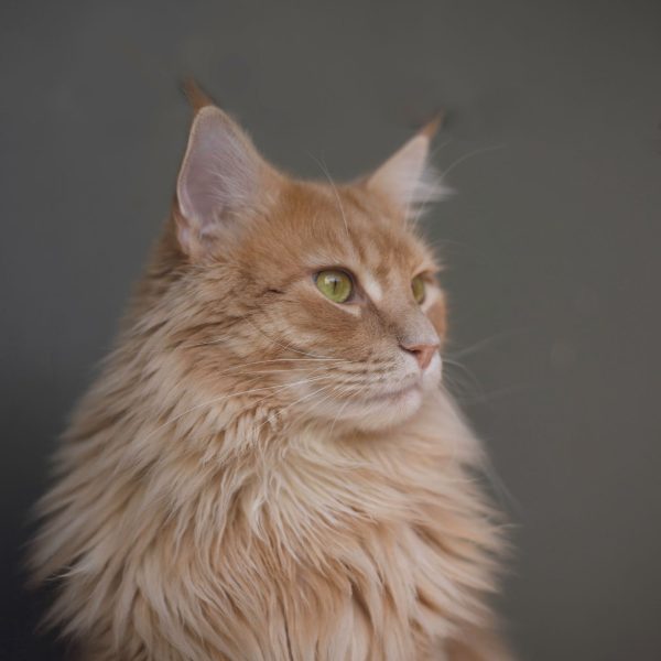 gatitos en adopción| Imagen de gatito naranja