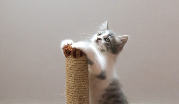 gatitos en adopción| Imagen de gatito blanco y gris